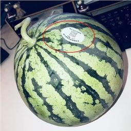 越南网红吃瓜是谁