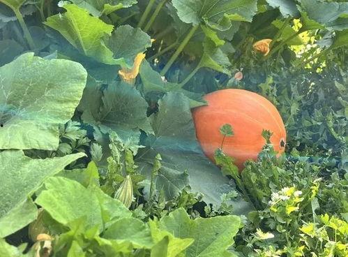 四川网红吃瓜事件,一场网络狂欢背后的真相揭秘